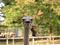 Autruche, Struthio camelus (Photo F. Mrugala) (4)